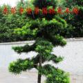 罗汉松