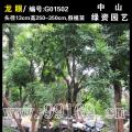 龙眼