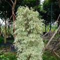 花叶垂榕