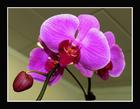 2006年国际植物展之花艺欣赏
