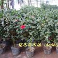 茶花