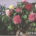 牡丹