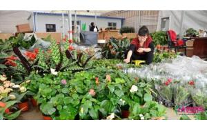 兰州：和平鲜花港市场花卉走俏