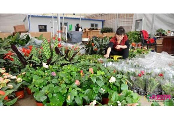 兰州:和平鲜花港市场花卉走俏 兰州:和平鲜花港市场花卉走俏