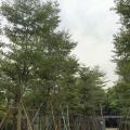 小叶榄仁