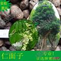 人面子