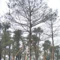 小叶榄仁