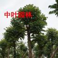 火焰木