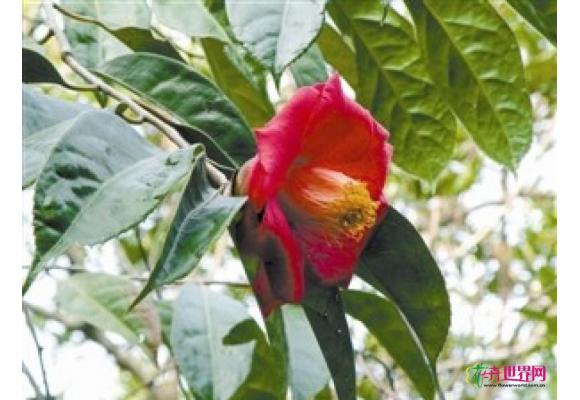 广东：深圳盐田发现珍稀野生山茶花 为防盗伐对外保密