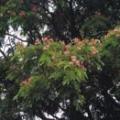 雨豆