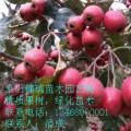 山楂树