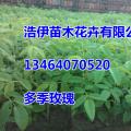 其它松柏杉竹