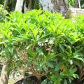 非洲茉莉
