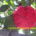 茶花六角大红（正六角）