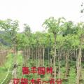花旗木