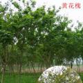 黄花槐