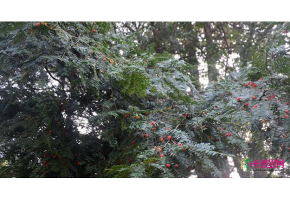 湖南靖州发现树龄最大的红豆杉群落