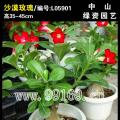 沙漠玫瑰