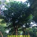 凤凰木