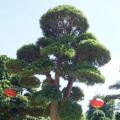 日本罗汉松