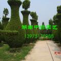 龙柏瓶