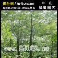 佛肚树