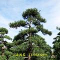 本地罗汉松