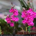蝴蝶兰