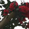 茶花
