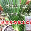 君子兰土