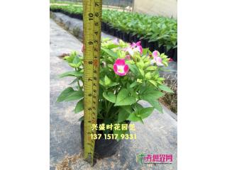 夏堇