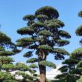 日本罗汉松