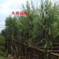 垂柳