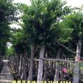 小叶榕