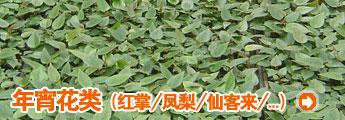 栏目介绍 -年宵花