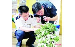 旅客擅自携带花卉入境被截获