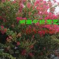 紫薇