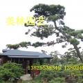 黑松
