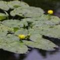 萍蓬草