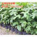 澳洲火焰木
