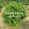 供应  【海桐球】 超达园艺 另供各种绿化小苗价格面议