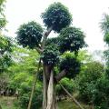 细叶榕
