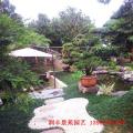 黑松—庭院设计