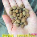 巴西甜樱桃