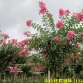 小叶紫薇