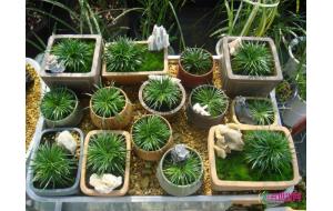 武汉小盆栽菖蒲受热捧 一盆至少100元