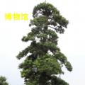 罗汉松