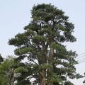 日本罗汉松