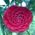 花艺培训