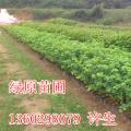 宫粉紫荆